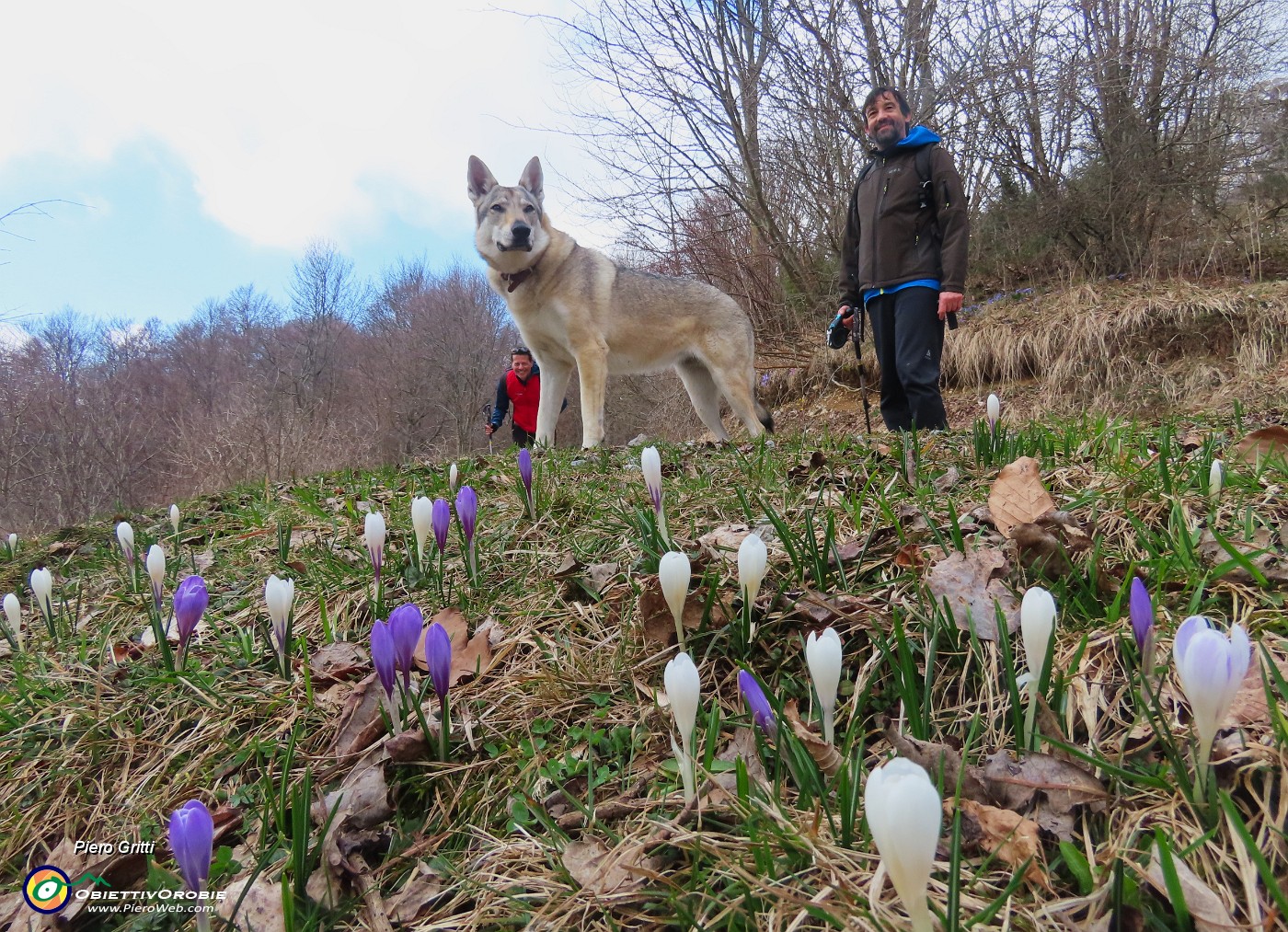 69 Crocus vernus (Crochi primaverili).JPG